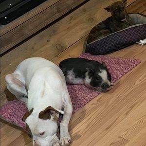 Meet your Posher, Ashley